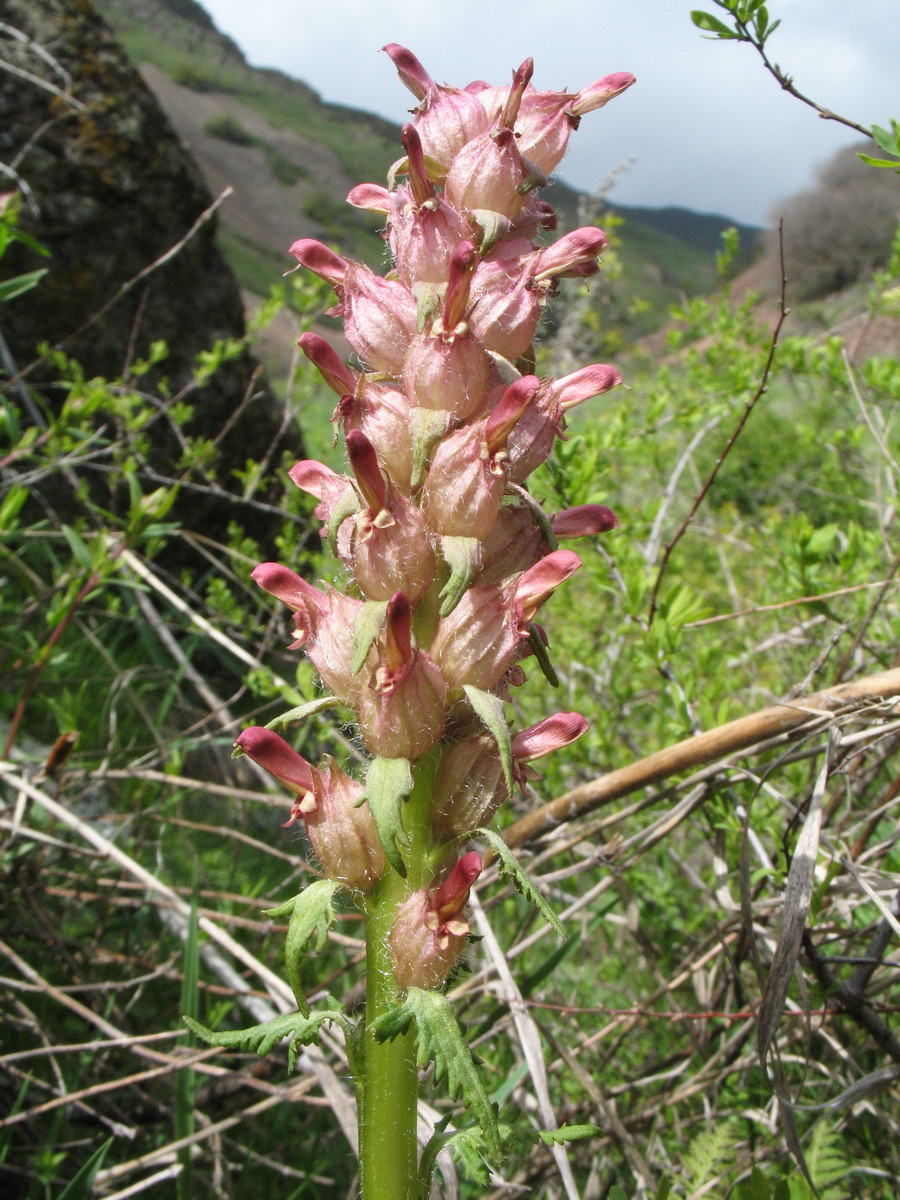 Изображение особи Pedicularis alberti.