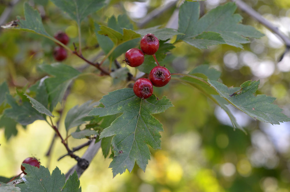 Image of Crataegus almaatensis specimen.