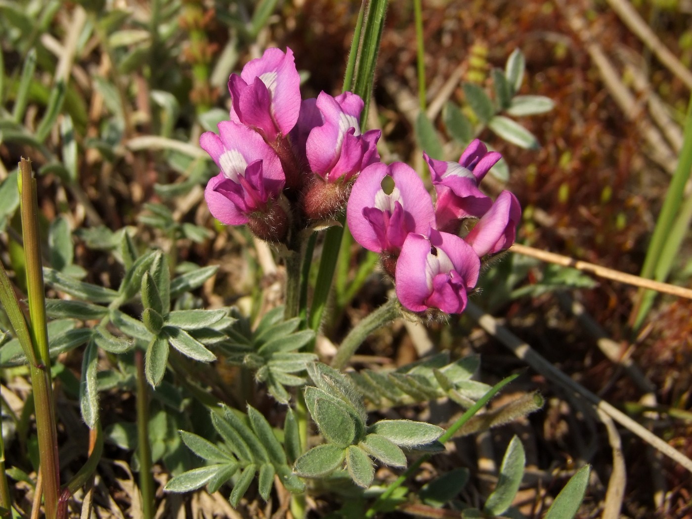 Image of Oxytropis exserta specimen.