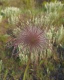 Pulsatilla ucrainica. Верхушка побега с плодом. Украина, г. Запорожье, балка Партизанская, степной участок на склоне. 23.04.2016.