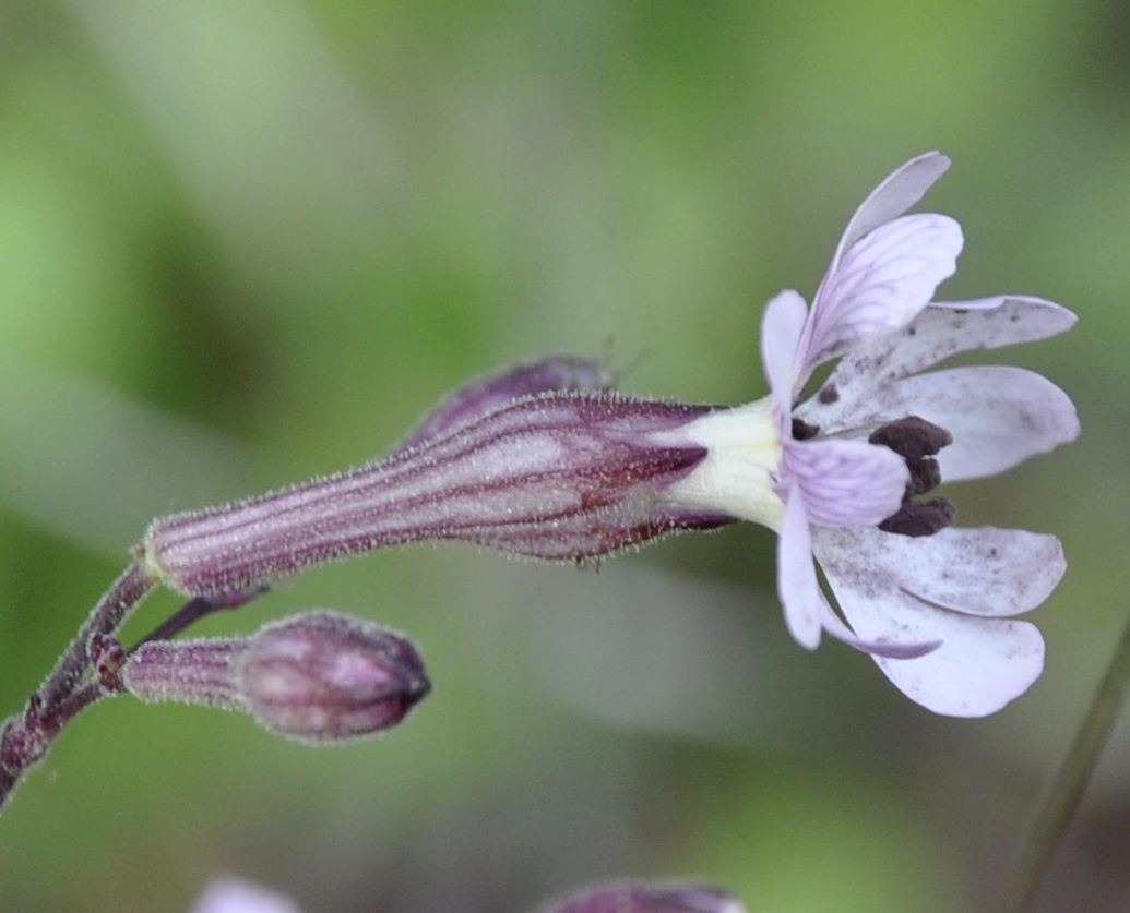 Image of Silene italica specimen.