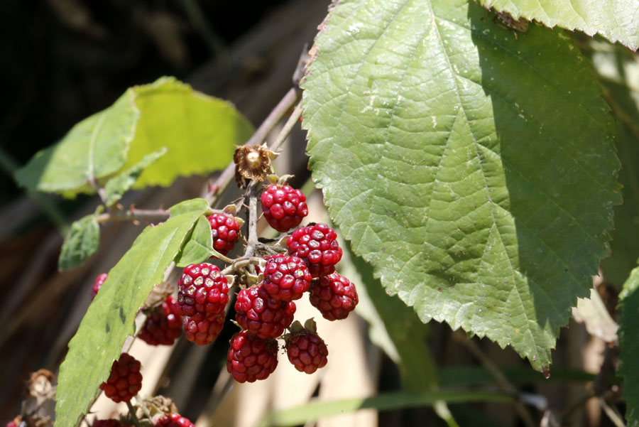 Image of genus Rubus specimen.