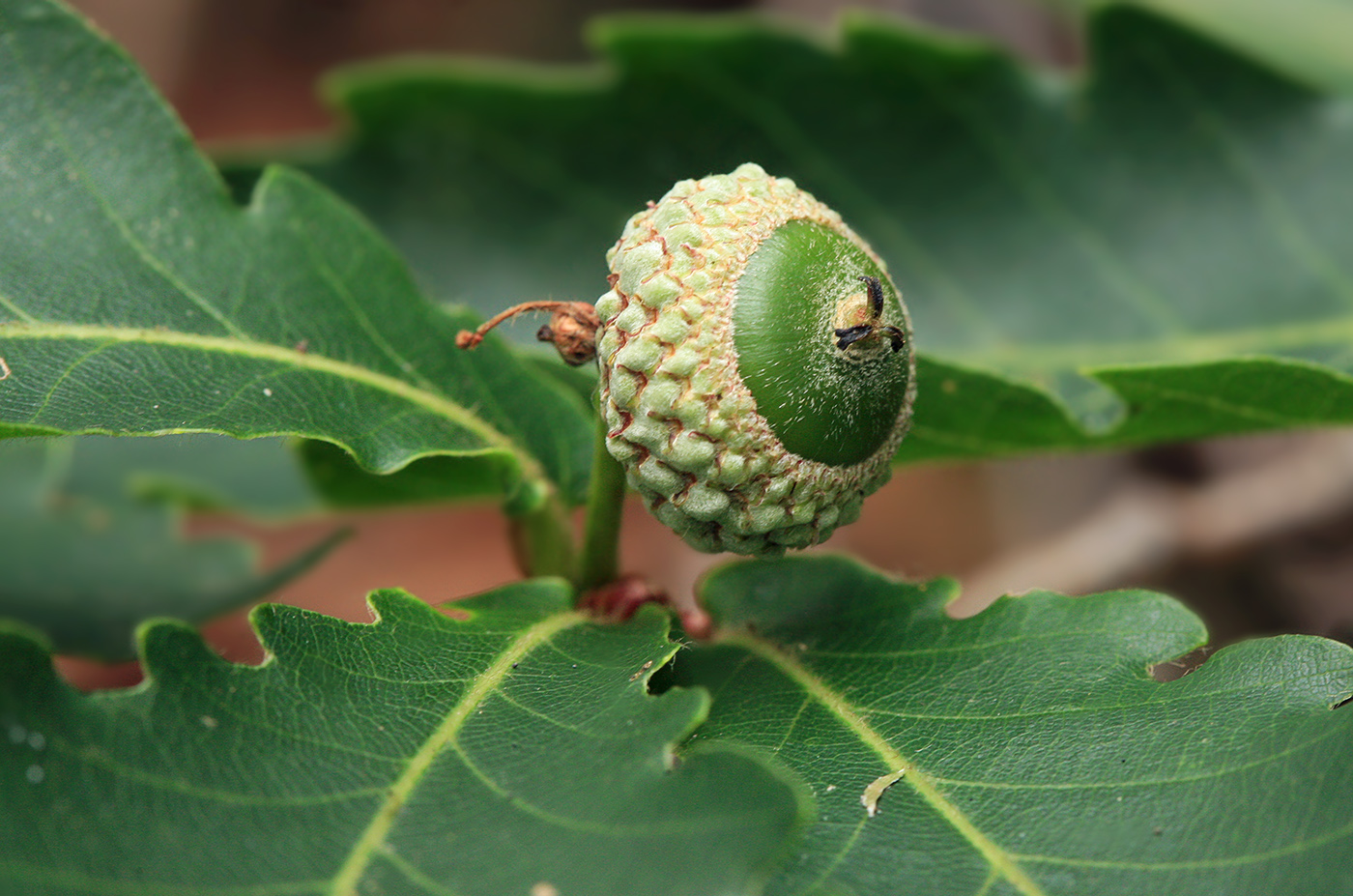 Image of Quercus crispula specimen.