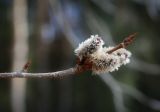 Populus tremula. Часть ветки с верхушечной почкой и мужскими соцветиями. Пермский край, г. Пермь, Кировский р-н, смешанный лес. 22.04.2017.