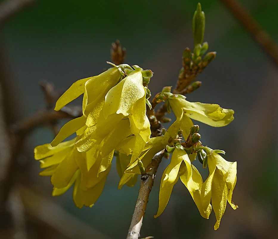 Image of genus Forsythia specimen.