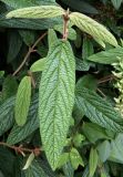 Viburnum rhytidophyllum