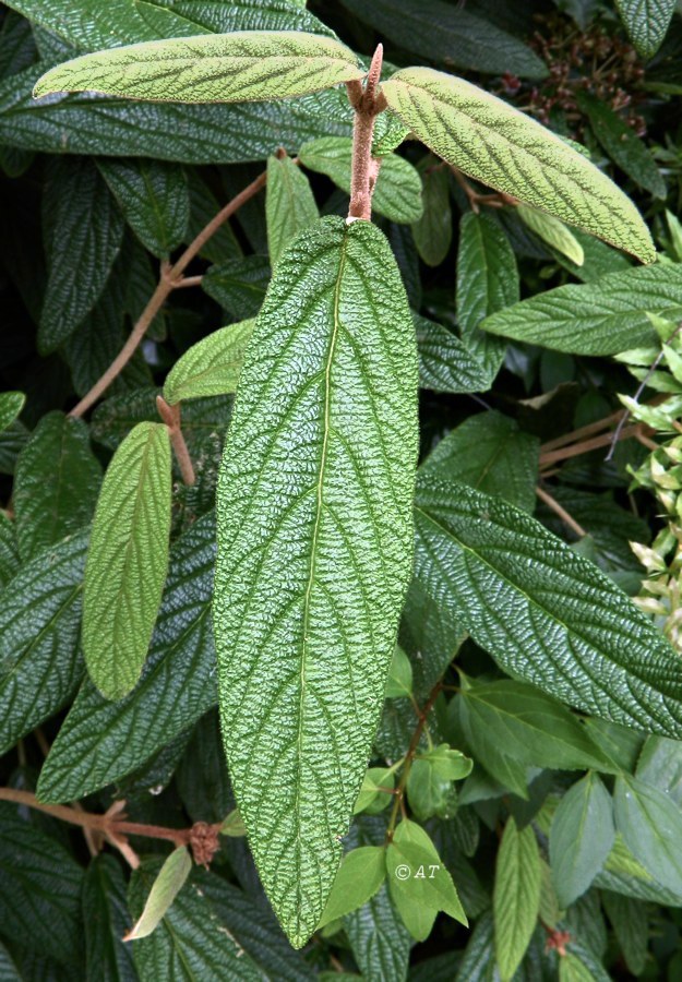 Изображение особи Viburnum rhytidophyllum.