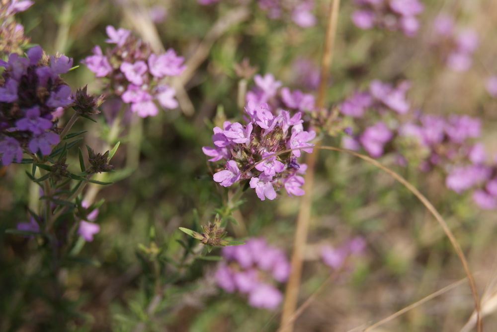 Изображение особи Thymus pallasianus.