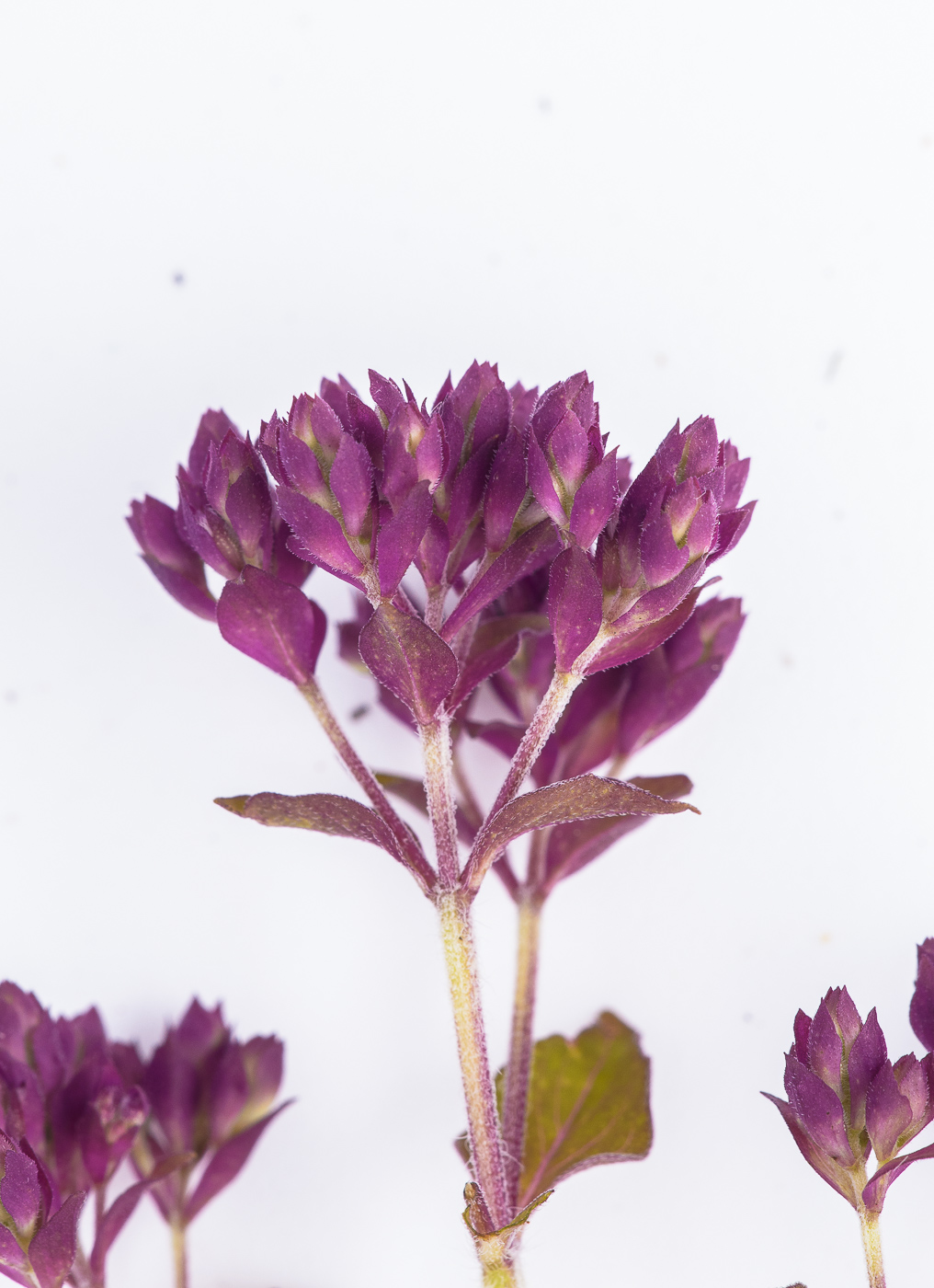 Image of Origanum vulgare specimen.