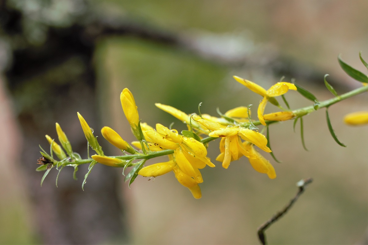 Image of Genista patula specimen.