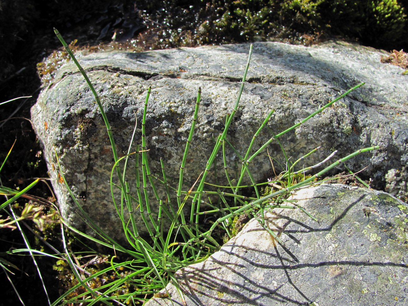 Изображение особи Equisetum variegatum.