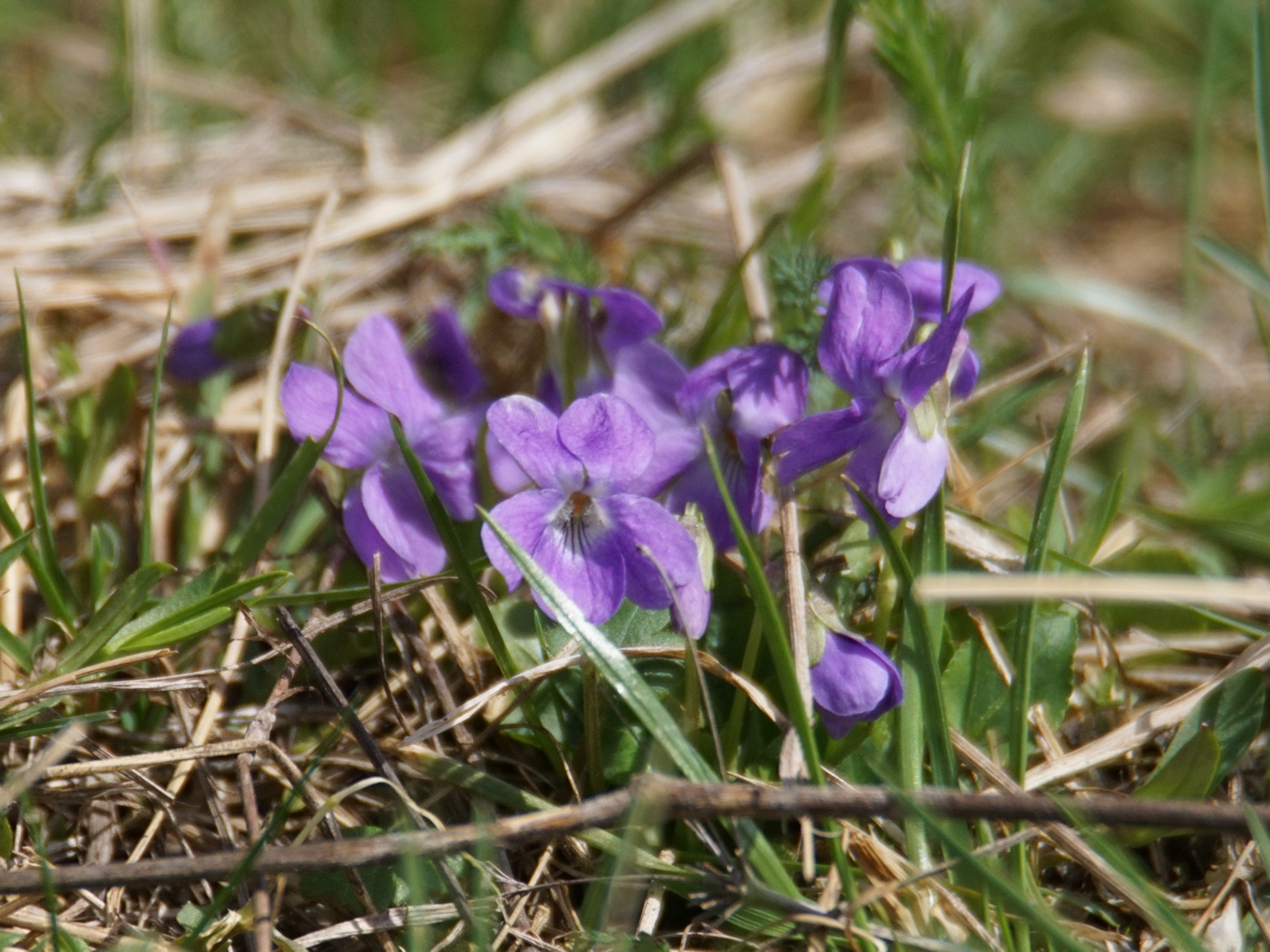 Image of Viola hirta specimen.