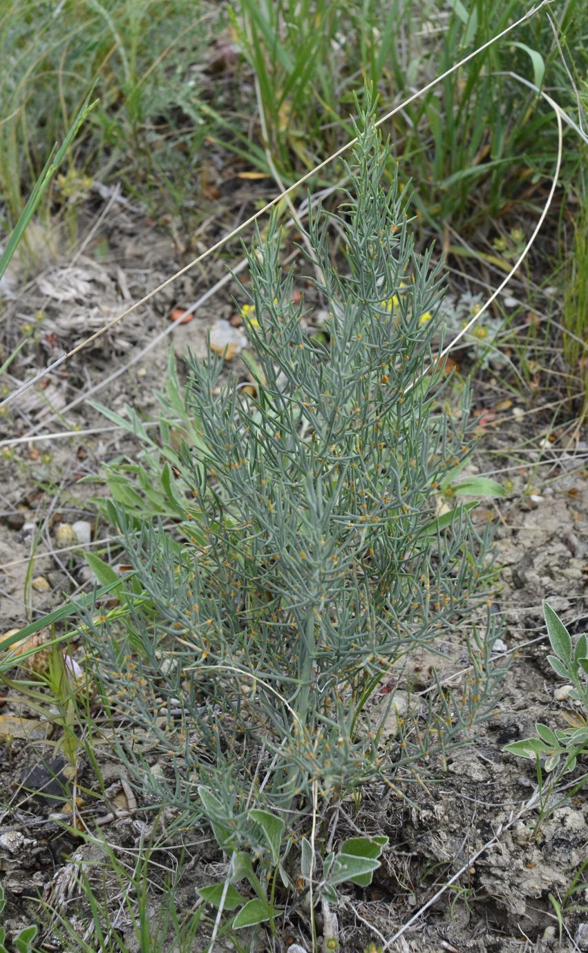 Image of Asparagus inderiensis specimen.