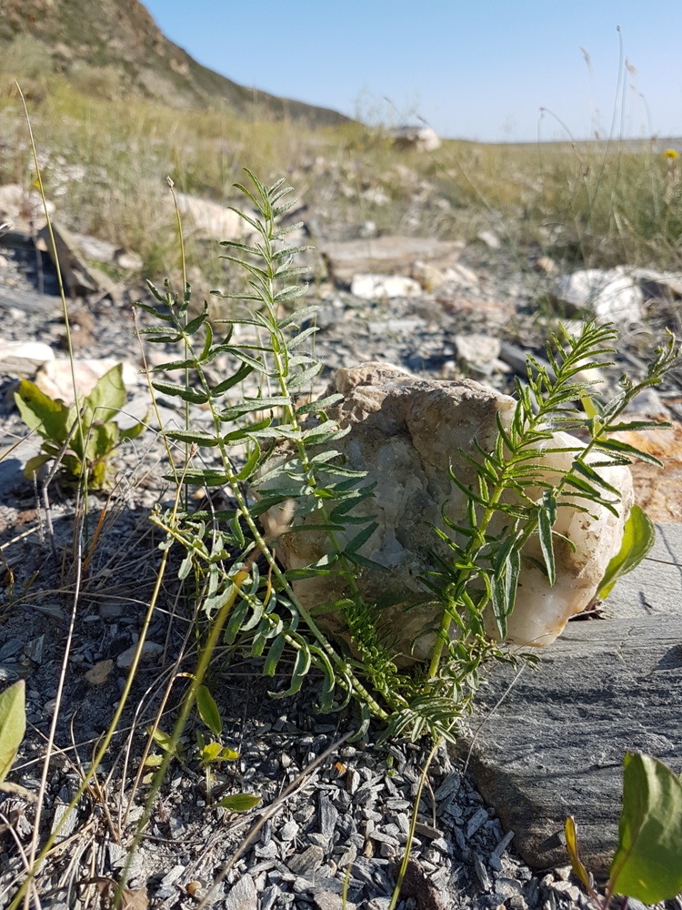 Image of Oxytropis varlakovii specimen.