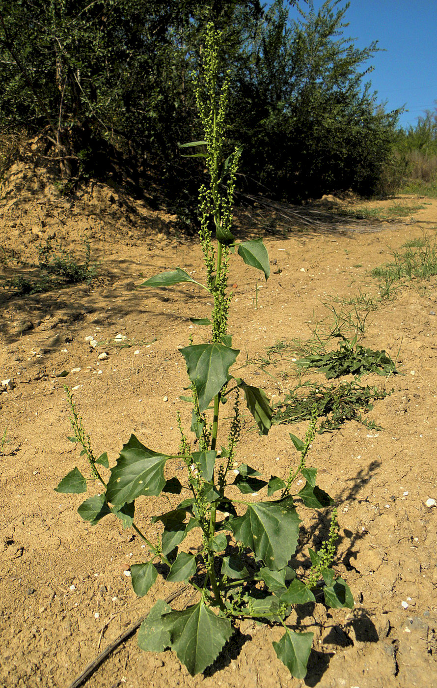 Image of Oxybasis urbica specimen.