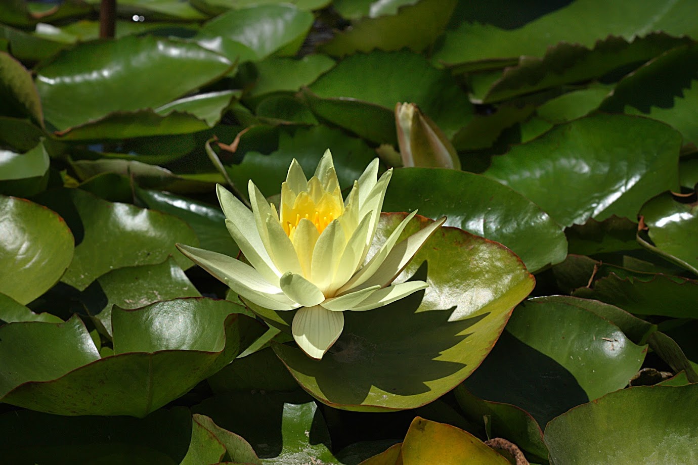 Image of Nymphaea odorata specimen.