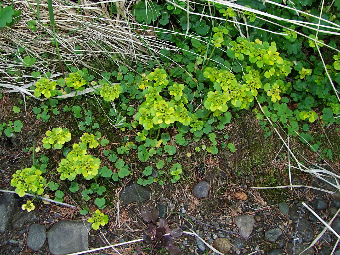 Изображение особи Chrysosplenium sibiricum.