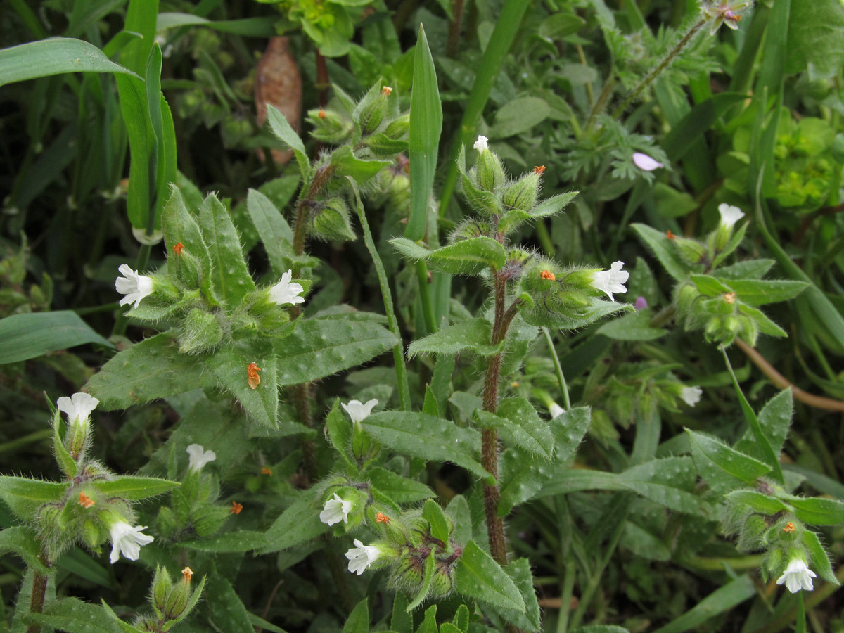 Image of Nonea echioides specimen.