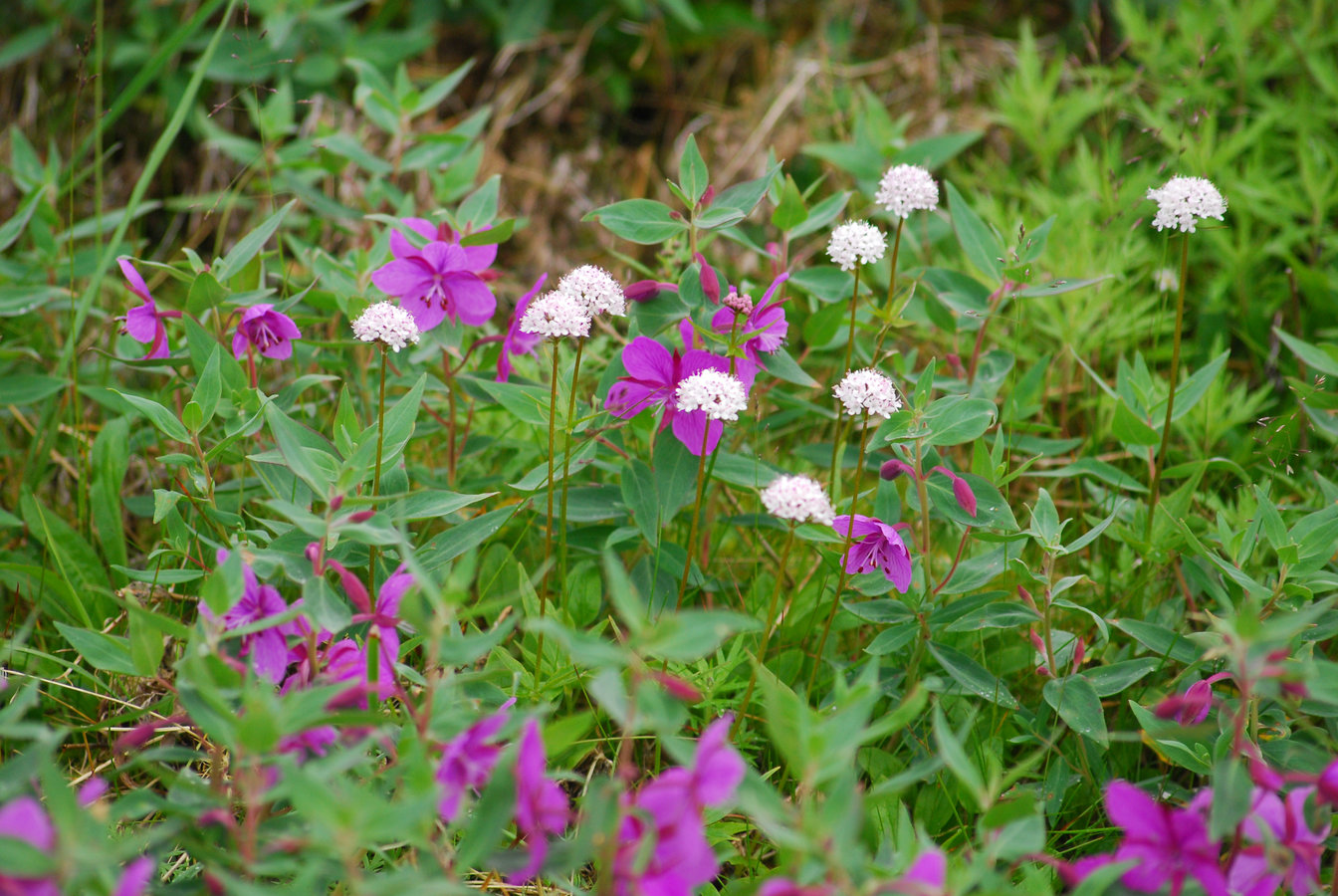 Изображение особи Valeriana capitata.