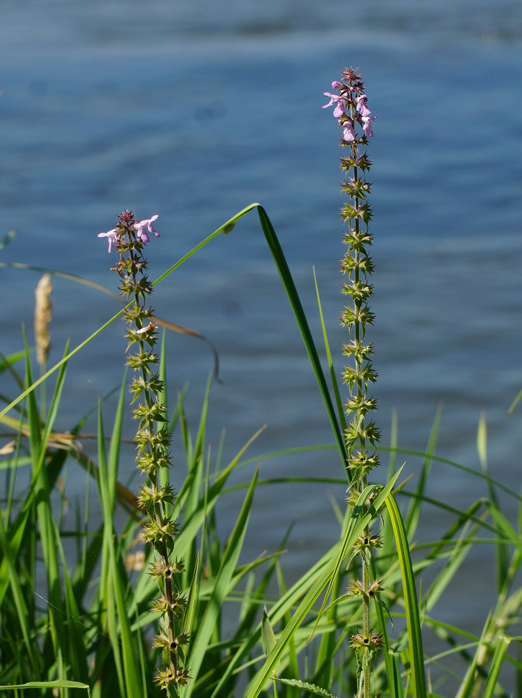 Image of Stachys palustris specimen.