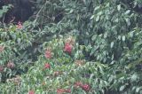 Euscaphis japonica. Ветви с плодами. Южный Китай, провинция Хунань, парк Zhangjiajie National Forest Park, лес на вершинном плато. 07.10.2017.