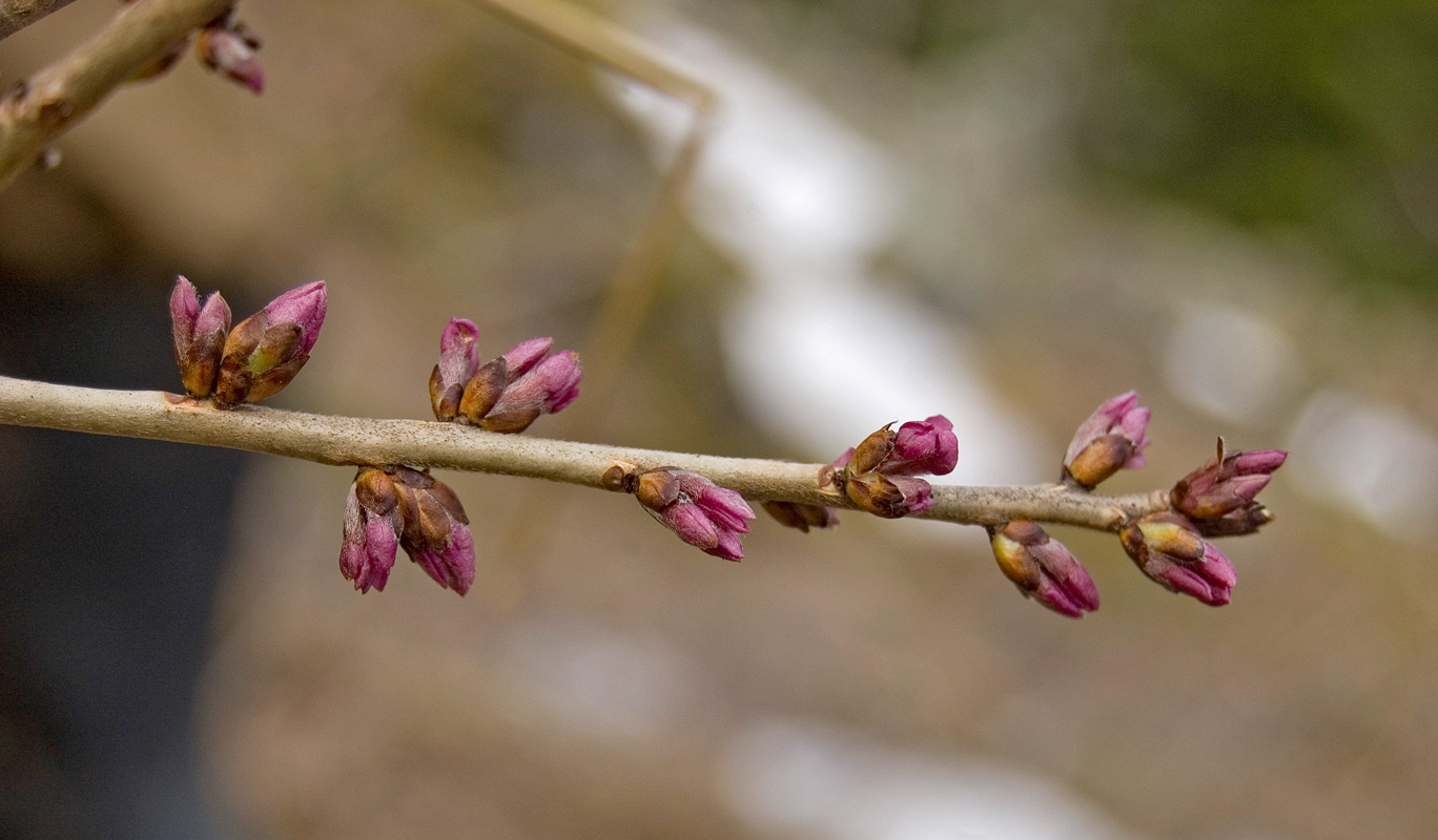 Image of Daphne mezereum specimen.