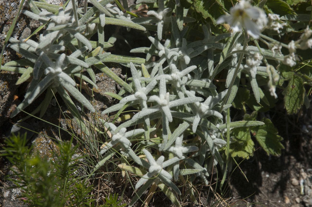 Image of Cerastium biebersteinii specimen.