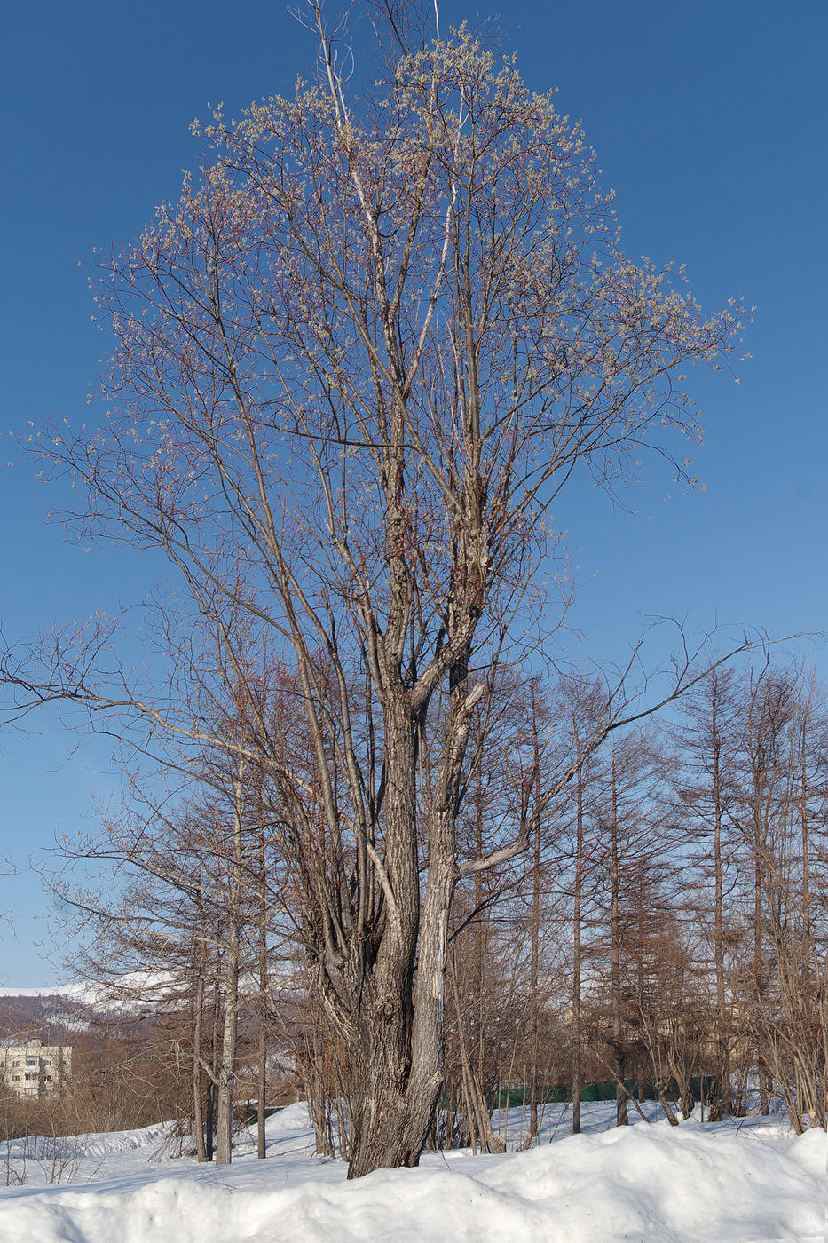 Изображение особи Salix rorida.