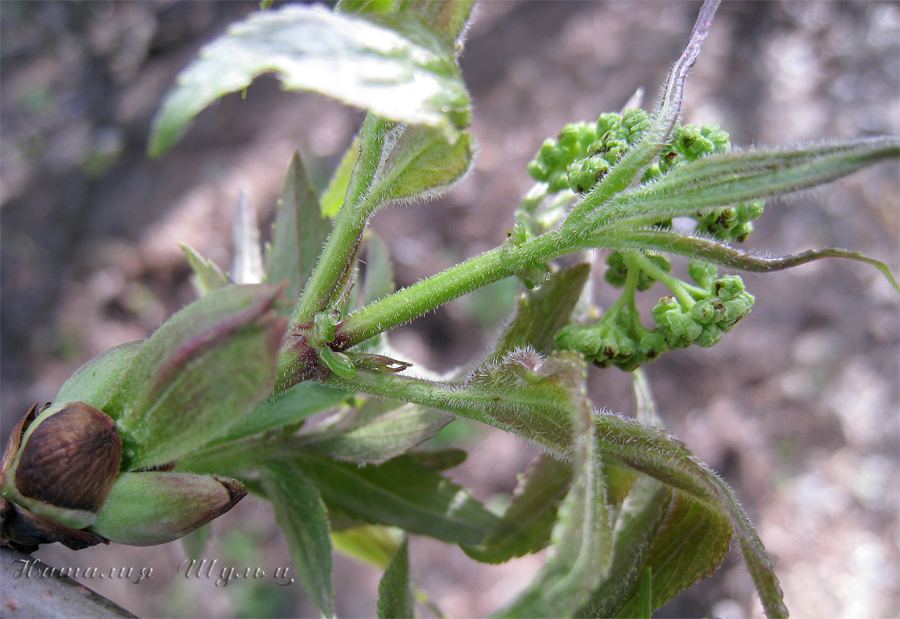 Image of Sambucus sibirica specimen.