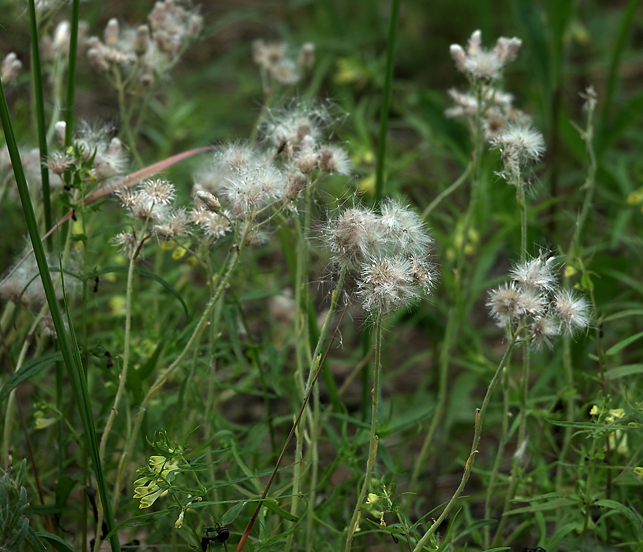 Image of Antennaria dioica specimen.