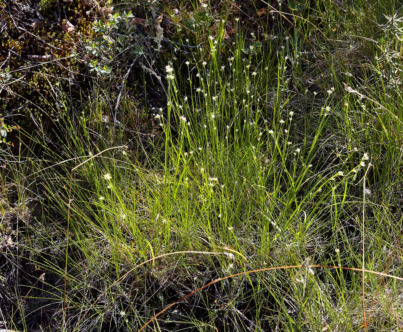 Image of Rhynchospora alba specimen.