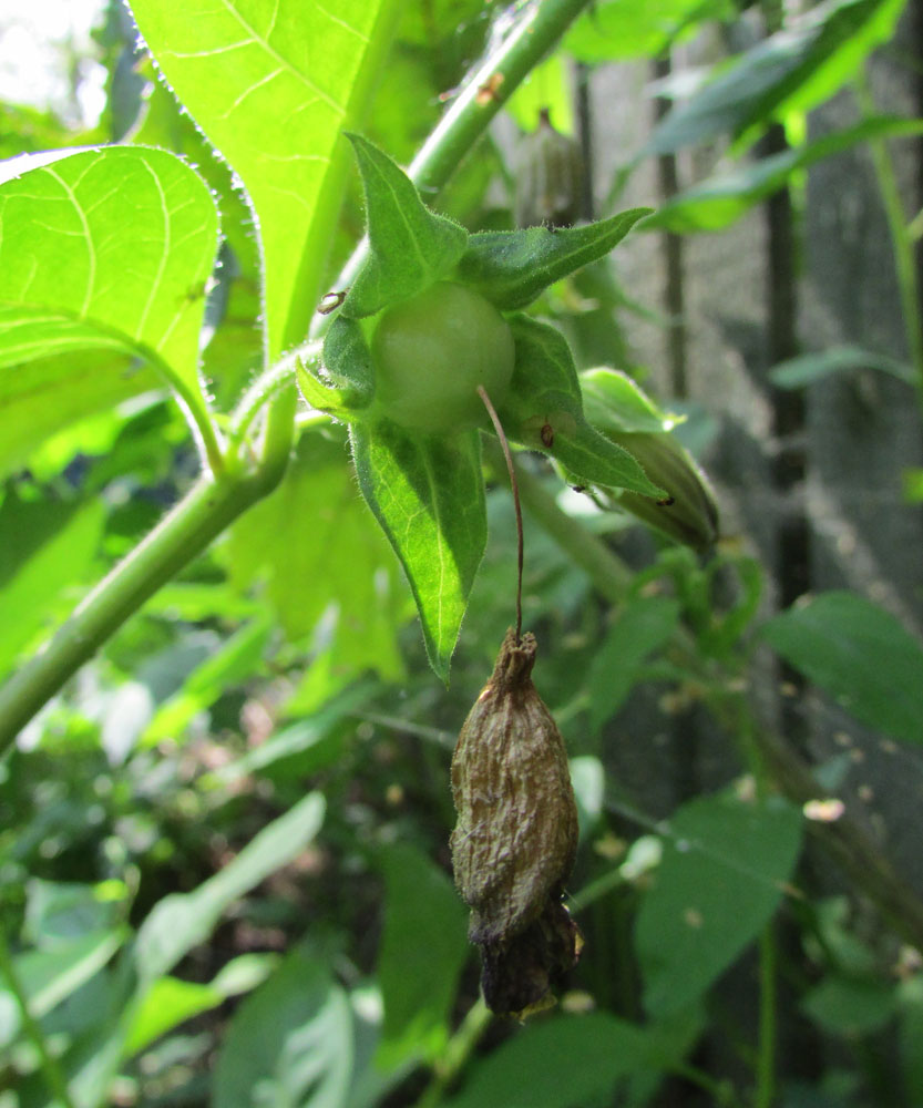 Image of Atropa acuminata specimen.