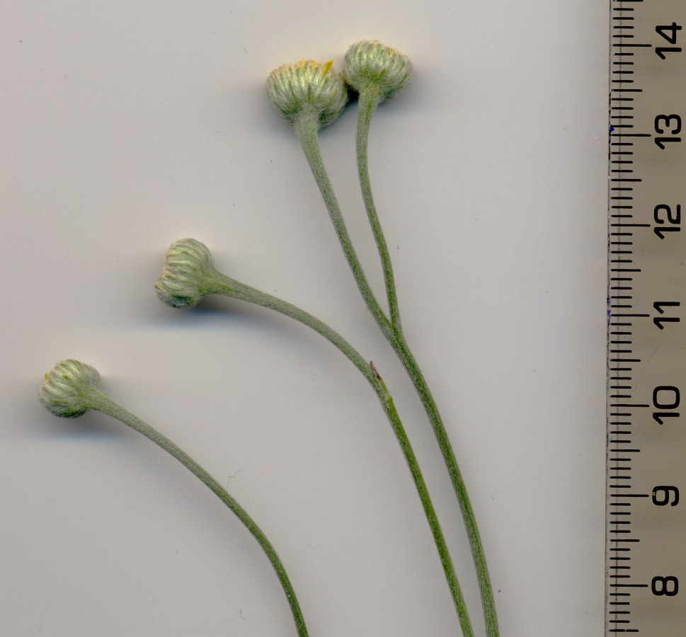 Image of Tanacetum uralense specimen.