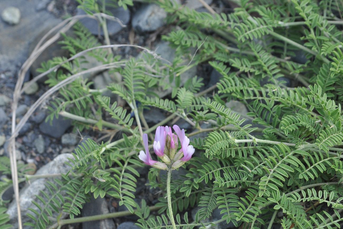 Image of genus Astragalus specimen.