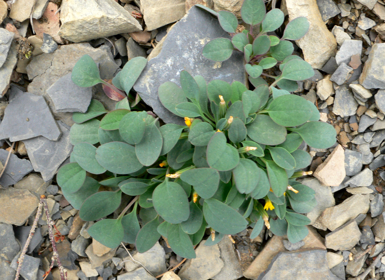 Изображение особи Crepis nana.