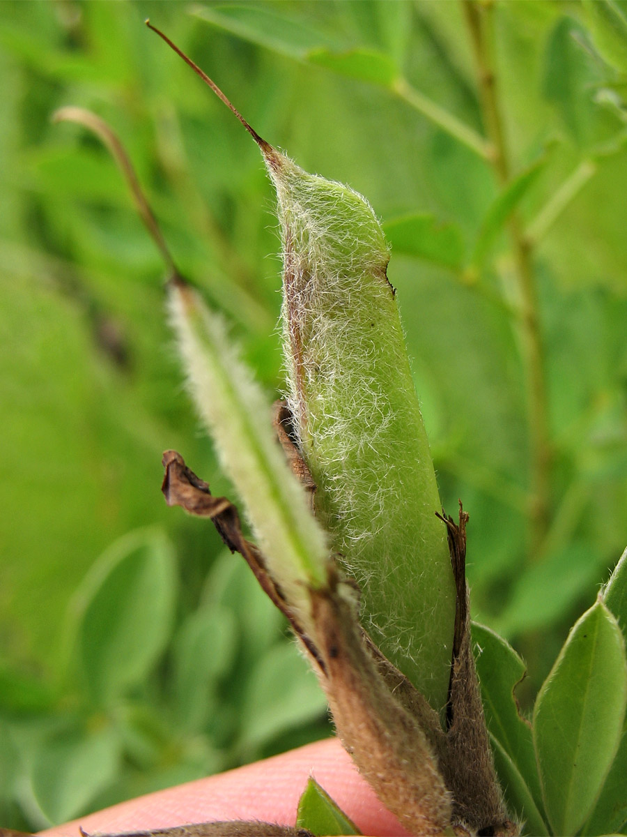 Image of Chamaecytisus blockianus specimen.