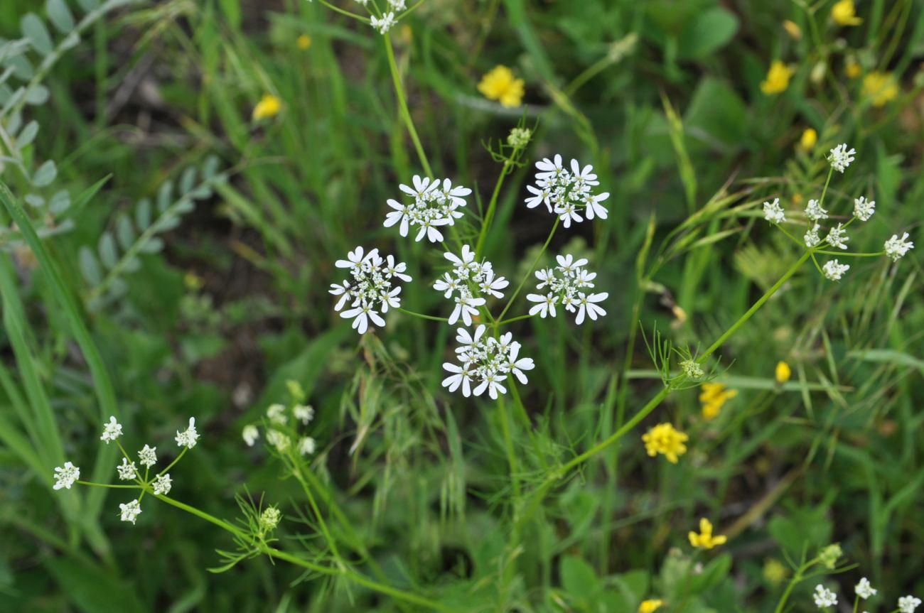 Изображение особи Coriandrum sativum.