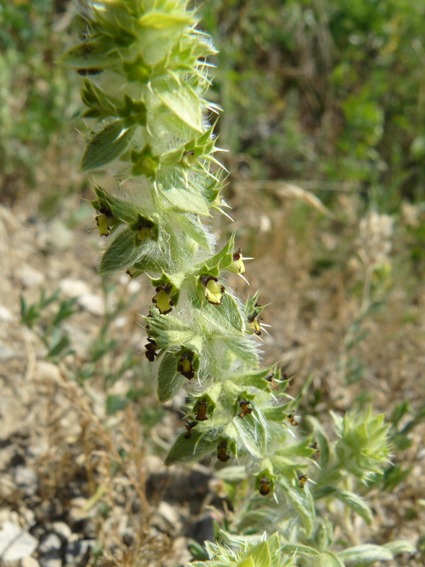 Image of Sideritis montana specimen.