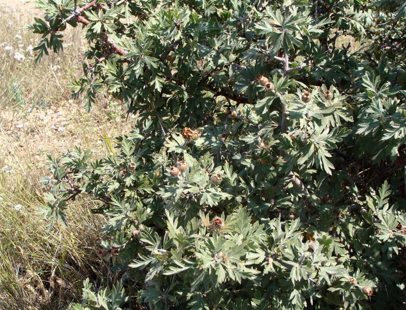 Image of Crataegus orientalis specimen.