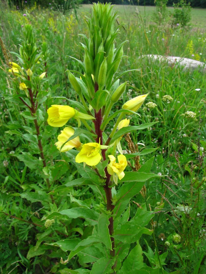 Изображение особи Oenothera rubricaulis.