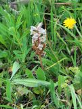 Orobanche owerinii