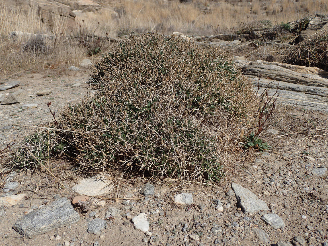 Image of Centaurea spinosa specimen.