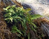 Polypodium vulgare