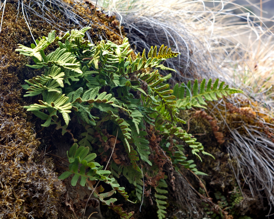 Изображение особи Polypodium vulgare.