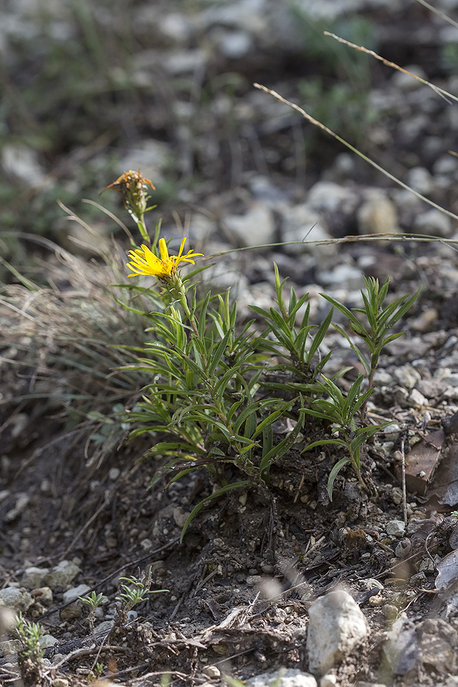 Изображение особи Inula ensifolia.