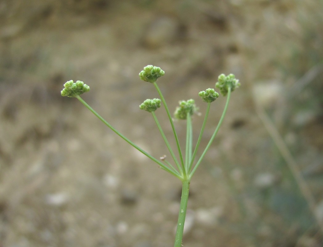 Image of Seseli alexeenkoi specimen.