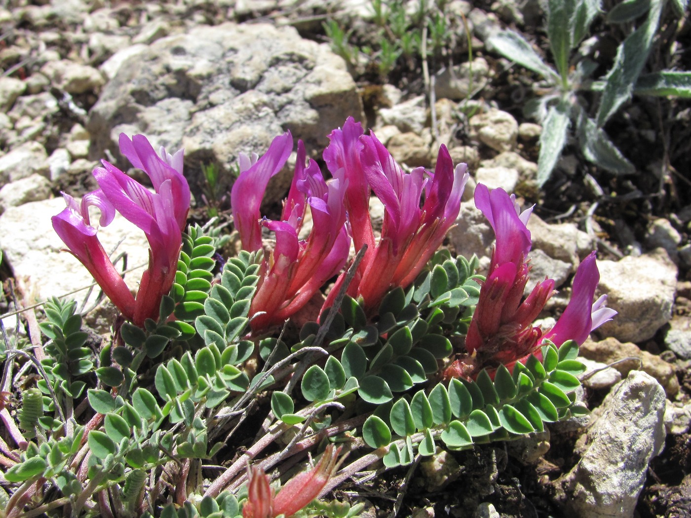 Изображение особи Astragalus buschiorum.