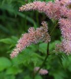 genus Astilbe. Часть соцветия. Пермский край, г. Пермь, Кировский р-н, клумба у жилого дома. 01.09.2019.