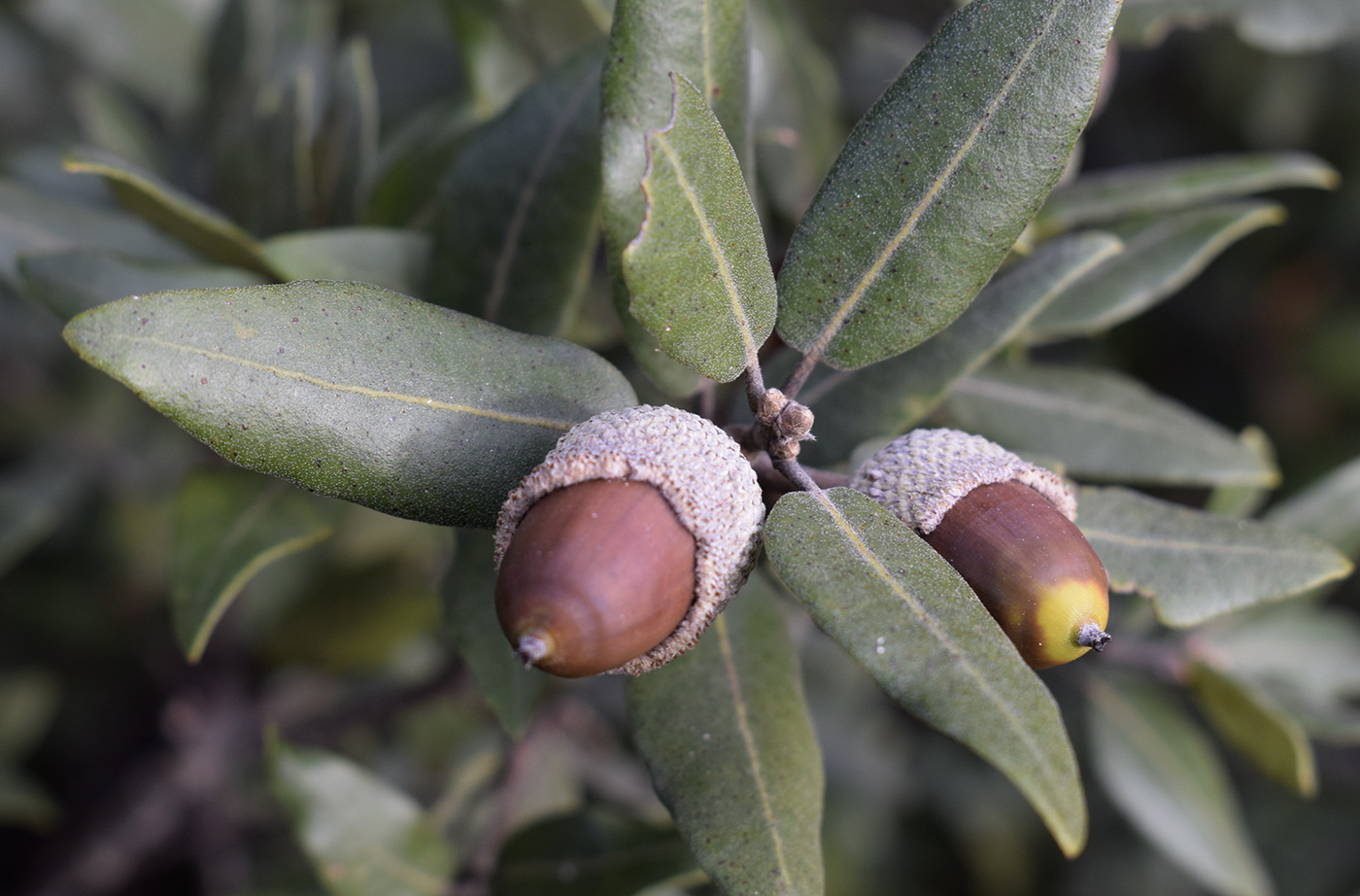 Изображение особи Quercus ilex.