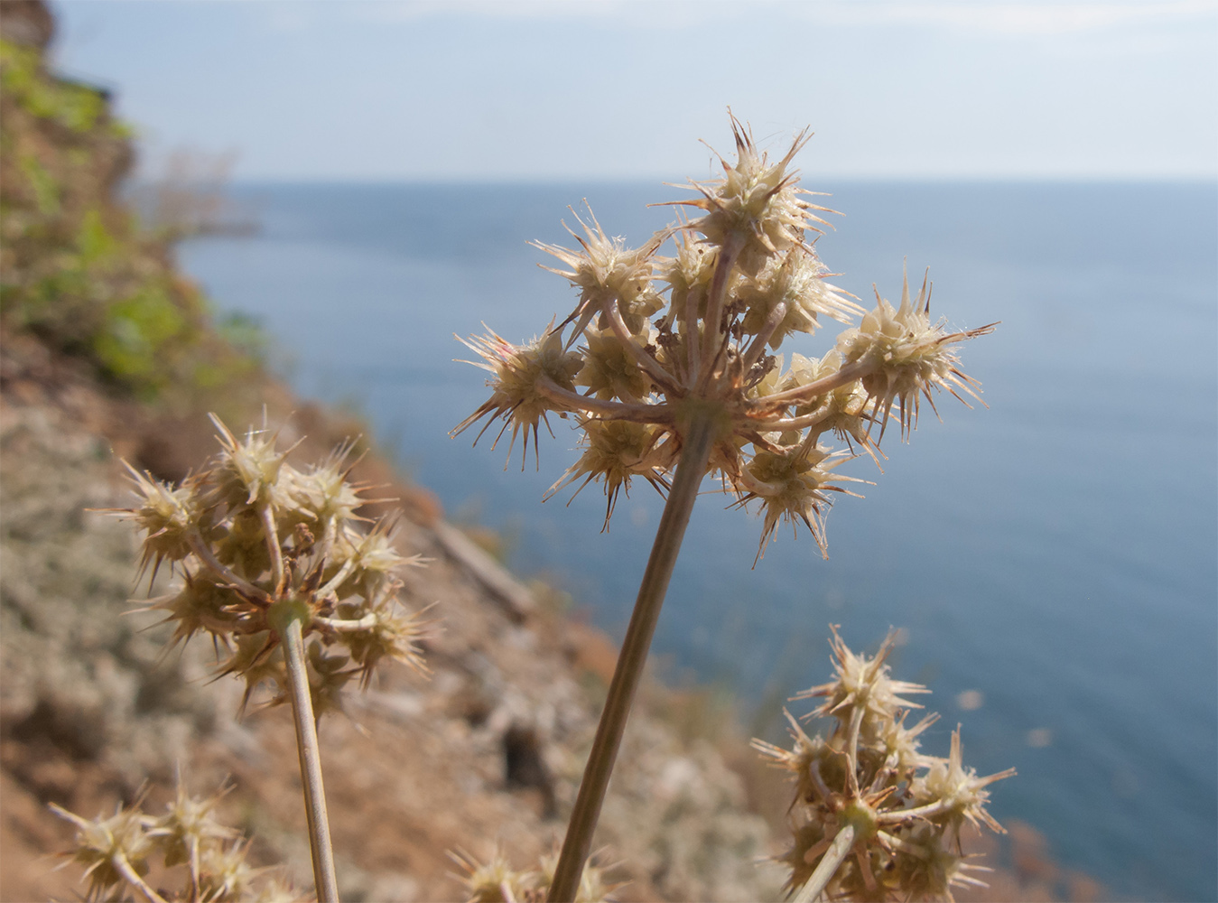 Изображение особи род Astrodaucus.